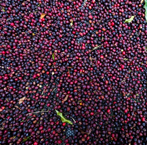 A Beginner's Guide to the Impact of Processing on Flavour - <p>Words and Images By Katie Burnett


The way a coffee is processed is an important part of shaping its flavour profile. Whether a coffee is clean and sweet, funky, fruity or floral can be determined...</p>
