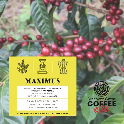 Have you ever tasted a pacamara coffee? - <p>Taste a special Pacamara coffee today! 

Did you know there are just over 100 species of Arabica Coffee?  You may even have heard of some of the most popular ones like Bourbon, Typica, Ges...</p>