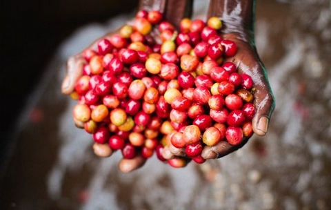 The Story of Coffee at Colombo Coffee&Tea - Want to take a trip down the rabbit hole? A panel of coffee experts is gathering in Durban to enlighten you on the story coffee takes from bean to cup, focusing on a farm in Burundi.
