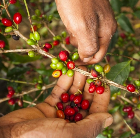 What is it? The Eugenoides Coffee Varietal Explained - <p>For many years on the world stage the Geisha/Gesha varietal has reigned supreme, but this year there were three competitors in the Top 6 who used this little known and ancient coffee varietal called c...</p>