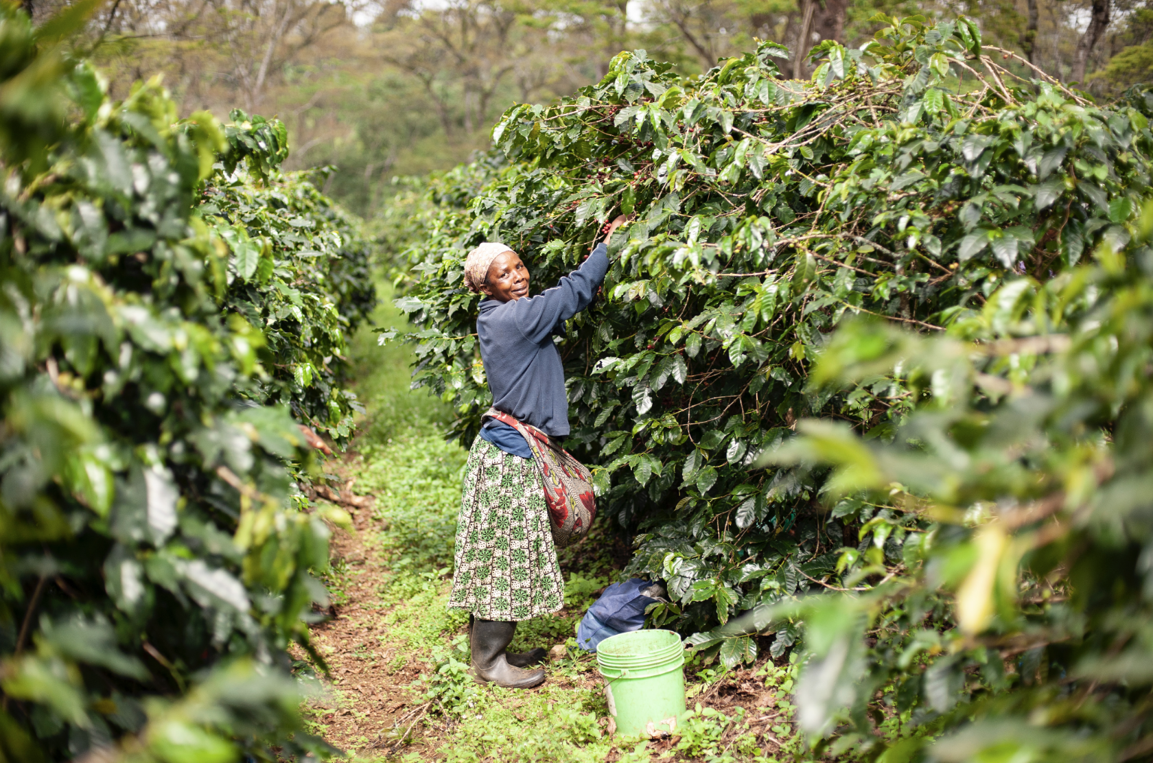 The Story of a Tanzanian Coffee Farm
