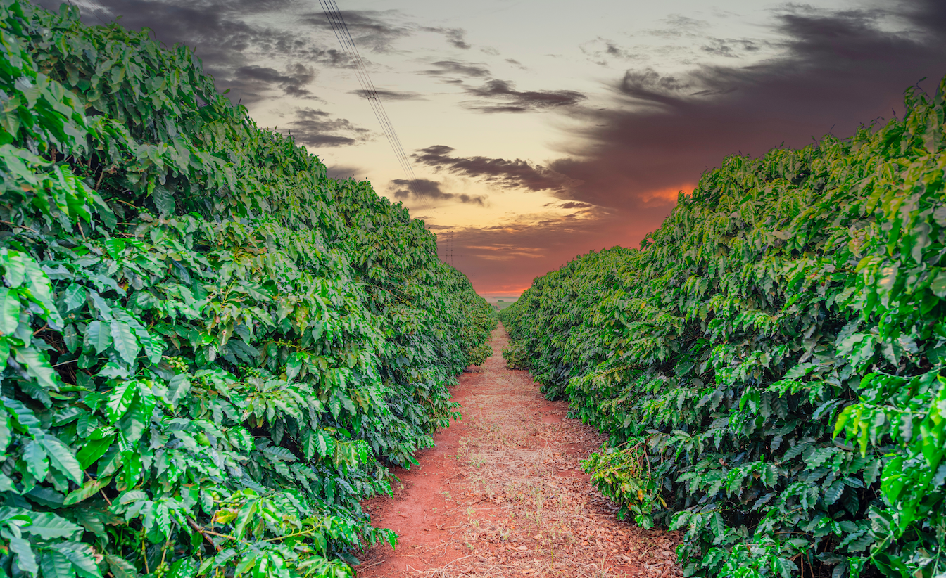 Feature: The Rise and Rise of Green Coffee - Understanding the increasing price of coffee
