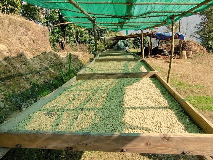 Specialty Coffee in Nepal A hidden treasure in the Himalayas Coffee