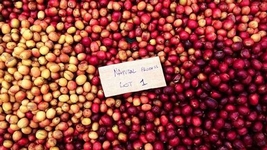 It's Harvest Time in Burundi!