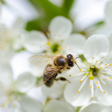 5 things you can do for Bees on World Bee Day (and every day!) - <p>

Happy World Bee Day!

You may think this is a strange proclamation, but without bees you wouldn't be sipping on that coffee in your hands right now, and in fact, none of us would be alive at...</p>