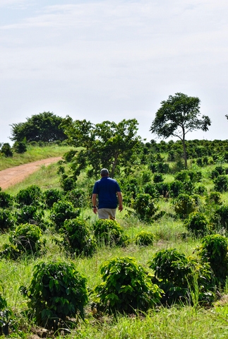 A visit to Mpenjati Coffee Farm on the KZN South Coast - <p>We had the opportunity to visit Mpenjati Coffee farm for the first time this week. Des Wichmann has a very ambitious plan for this 55 hectare piece of South Coast land and we are excited to taste ...</p>