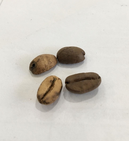 Coffee Basics: What is a Quaker? - <p>

These are mostly found in Natural coffees. So the quakers make it through the natural sun-drying method (See more on Processing Methods here). Sorting happens naturally in water processed coffees ...</p>