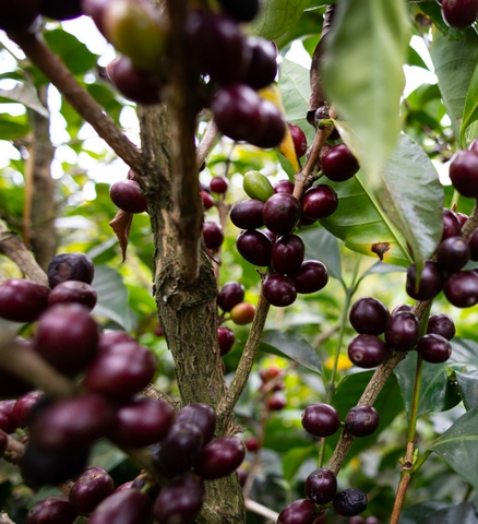 Coffee Varietal Focus: The History of Bourbon - <p>Research and Words by Katie Burnett




There are two main coffee species that you might be aware of: Arabica and Robusta (there are other species such as libérica or Abeokutae, bu...</p>