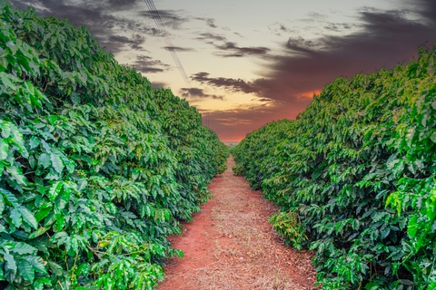 Feature: The Rise and Rise of Green Coffee - Understanding the increasing price of coffee - <p>THE RISE AND RISE OF GREEN COFFEE

Coffee has gone up and it’s unlikely to fall in the foreseeable future, we asked expert coffee consultant Charles Denison for some insight into just what is ...</p>