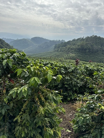 Sucafina Guatemala Launches: Encouraging Local Collaboration - <p>

Sucafina, a leading sustainable Farm to Roaster coffee company globally, is pleased to announce the opening of Sucafina Guatemala. 

“Sucafina Guatemala will benefit the supply c...</p>