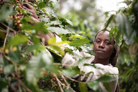 The Story of a Tanzanian Coffee Farm - <p>Photographs by Bianca Thielke

Interview with Bente Luther-Medoch




While it may in some ways be seen as problematic or form part of a ‘white saviour’ mentality, we have over the ...</p>