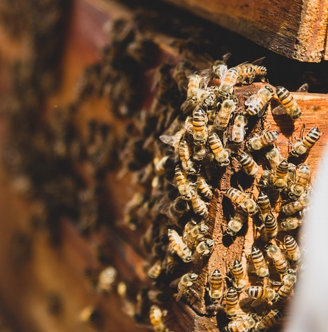 The Sweet Life of Bees - <p>Exploring the wonderful world of honey

Words by Mel Winter


We came around the corner with a gathered trail of children from the tour around the training facility. We could hear the noise from ...</p>