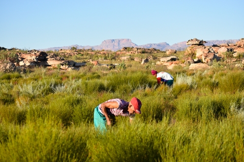 Visiting the Rooibos Tealands with Red Espresso - <p>A little over a year ago we had the great pleasure of being able to visit the Biedouw Valley high up in the Cederberg with Pete Ethelston and Kirsty Reid of Red Espresso. And what an incredible experi...</p>